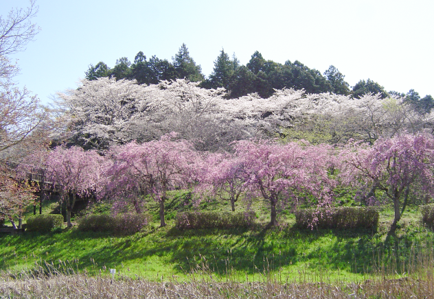 水際公園